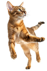 A playful tabby cat in mid-air with its paws extended, isolated on a transparent background.