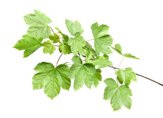 Branch of maple tree with young fresh green leaves isolated on white. Spring season