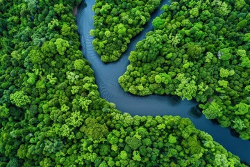 A lush green forest with a river running through it