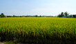 © NajmiArif - Selective focus picture of paddy  plant at paddy field with rice waiting to be harvest
