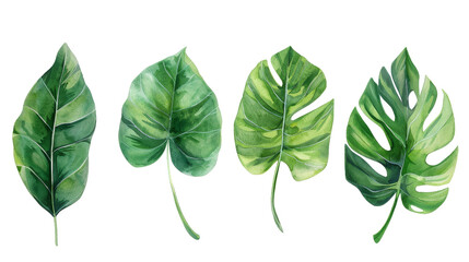 Wall Mural - Set of Watercolor Tropical spring green leaves isolated on transparent background, png, cut out.