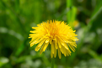 Edible fresh yellow blowball dandelion flowers, spring, summer