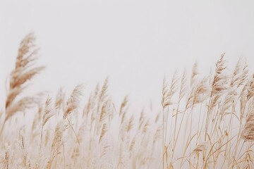 Naklejka na meble Abstract Beige Background with Tall Grass and Vintage Effect