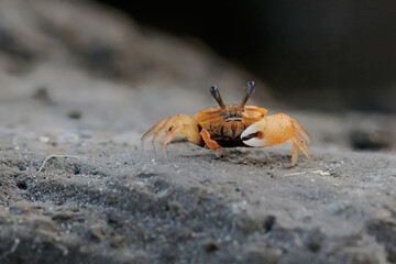 A fiddler crab is hunting for prey in the seaweed beds that grow on the coral. This animal has the scientific name Uca sp.