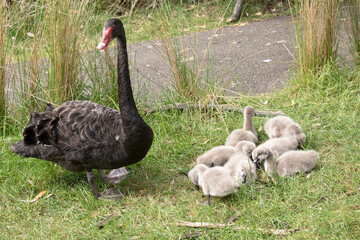 Sticker - Cygnets are grey when they hatch with black beaks and gradually turn black over the first six months at which time they learn to fly.