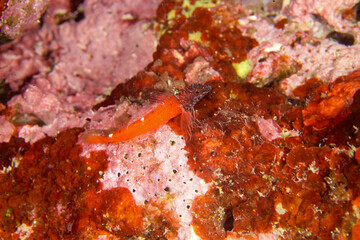 Wall Mural - Tripterygion melanurum, peperoncino, a species of fish in the family Tripterygiidae, the threefin blennies, Alghero, Sardinia, Italy.