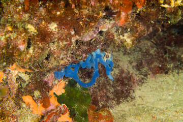 Wall Mural - Blue flesh sponge (Oscarella lobularis) marine sponge. Algheri, Sardinia, Italy