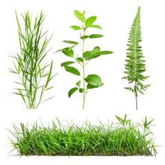 Wall Mural - Cut out nature grass montage 3d illustration isolated on white background  