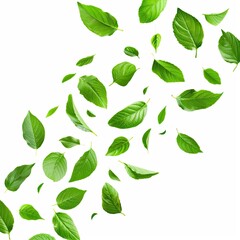 Wall Mural - Freshness green leaves floating fly cutout isolated on white background  