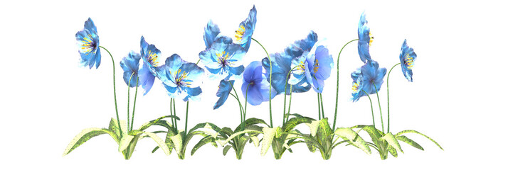 blue flowers isolated