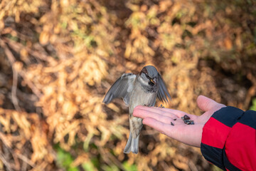 Wall Mural - Sparrow eats seeds from a man's hand