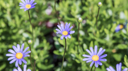 Blue Daisy with a cobalt blue color. blue felicia, blue daisy bush,  kingfisher daisy, Felicia amelloides