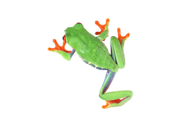 Wall Mural - red-eyed tree frog on isolated background, red-eyed tree frog (agalychnis callidryas) closeup