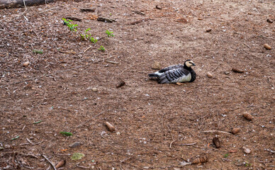 Wall Mural - Barnacle goose lies and rests on the ground.