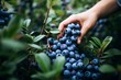 © MahmudulHassan - Hand picking Blueberry from Blueberry orchard