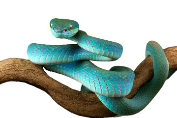 Wall Mural - blue viper snake closeup on branch , trimeresurus insularis on isolated background