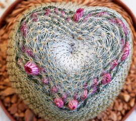 Wall Mural - succulent plant heart in bloom