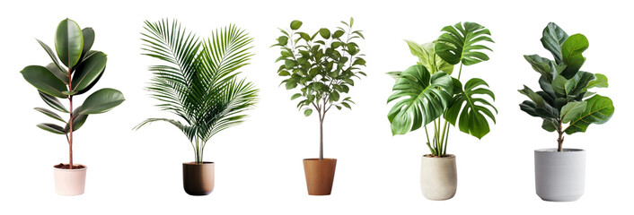Wall Mural - Houseplants png element set on transparent background
