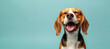 © Nataliia_Trushchenko - A dog is smiling and has its mouth open. The dog is brown and white. a beagle dog with its eyes closed in joy, mouth open in a carefree smile against a light blue pastel background.