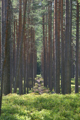 Wall Mural - Pine forest on summer day.