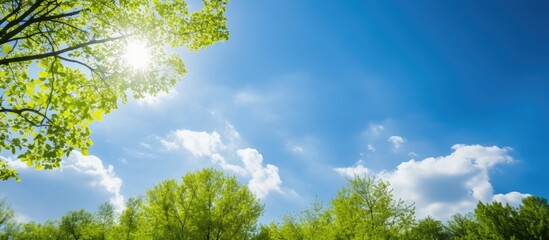 Wall Mural - Fresh Spring Sky Peeking Through Green Leaves