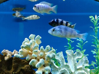A beautiful fish in an aquarium. The water world.