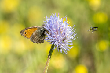 Wall Mural - Common fadet (Coenonympha pamphilus) on a wildflower in the garrigue 