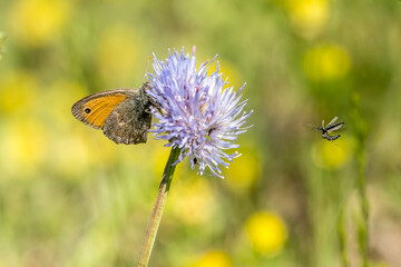 Wall Mural - Common fadet (Coenonympha pamphilus) on a wildflower in the garrigue 