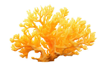 Illuminated Sunshine: A Close-Up Encounter With a Vibrant Yellow Coral on Transparent PNG Background.