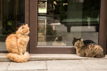 Wall Mural - Adorable street cats waiting for food at office building front door