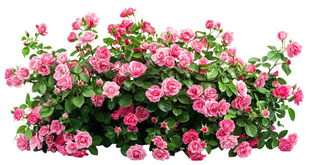 Wall Mural - Beautiful pink roses with lush green leaves, cut out