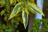 Variegated leaves with soft yellow and spots of diffrent greens.autumn,autumn's