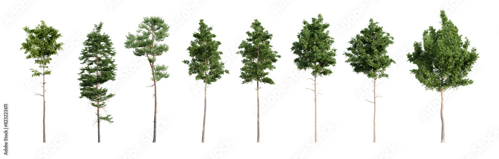 Set of various pine trees isolated on transparent background. 3D render ...