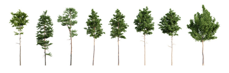 Fototapete - Set of various pine trees isolated on transparent background. 3D render.