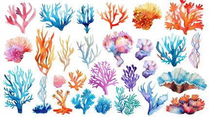Watercolor drawings of various sea plants and corals