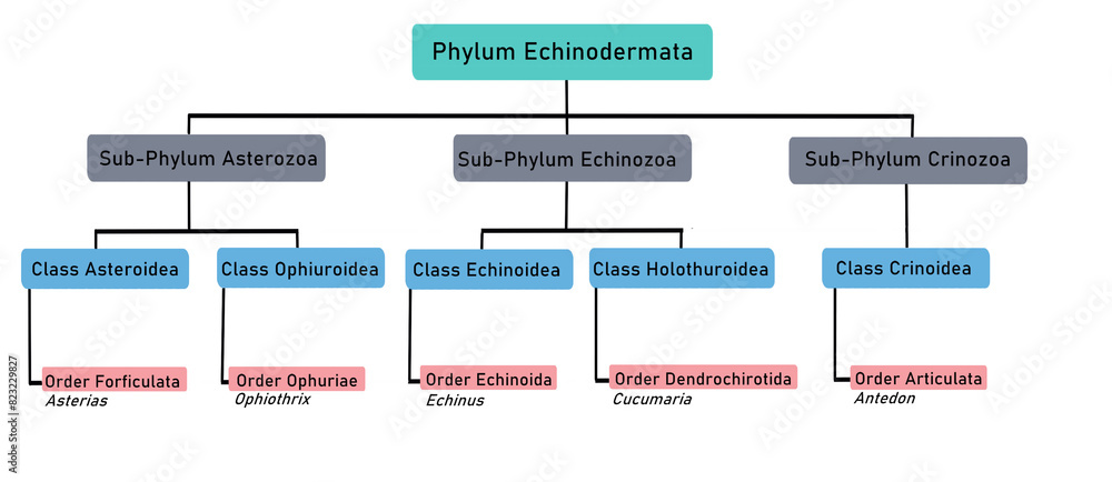 Classification of Phylum Echinodermata Stock Illustration | Adobe Stock
