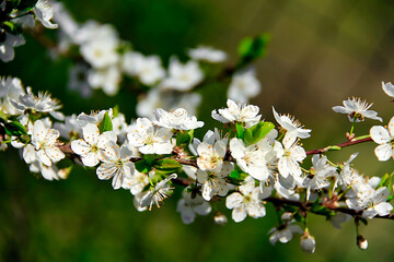 Poster - Branch of blooming tree near lush green grass in a wooded area