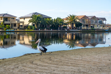 An Australian Pelican Pelecanus conspicillatus by the water in Sanctuary Lakes, with some luxury houses in the background. A wild bird in a beautiful residential neighborhood. Point Cook Melbourne