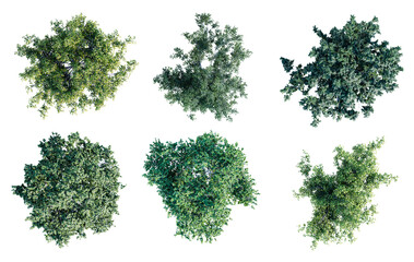 Fototapete - Deciduous trees top view collection isolated on transparent background. 3D render.