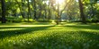 © Anastasiia - Focused view of vibrant green lawn with trees blurred in sunny backdrop. Concept Outdoor Photoshoot, Vibrant Lawn, Sunny Backdrop, Trees, Focused View