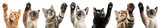 Cute cats paw ups png on transparent background