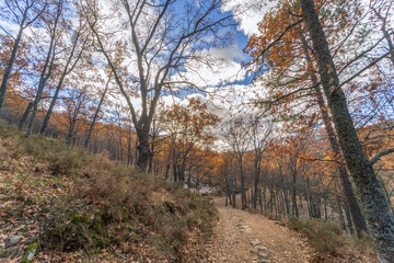 Poster - Autumn background landscape. Yellow and brown trees. Relaxing autumn scene in November