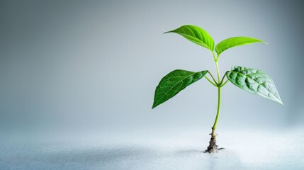 Poster - Green leaf plant growth on the coin on white background business