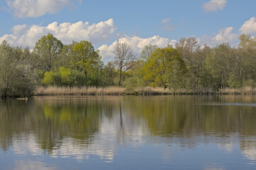 Wall Mural - . Pool in a sunny fresh green spring forest in in Blaasveldbroeknature reserve, Willebroek, Belgium 