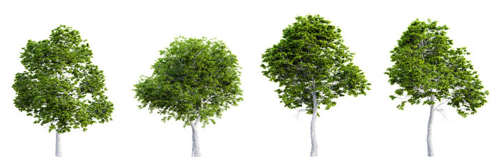 Poster - Set of red hickory tree isolated on transparent background. 3D render.