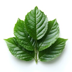 Wall Mural - Betel leaf isolated on white background with shadow. Heart shaped green betel leaf top view