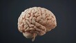 © BigHeartHouston - Highly detailed 3D render of a human brain with a focus on the intricate folds and textures.