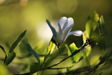 Wall Mural - Blooming Magnolia Stellata