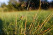 © Анна Степанова - Blurred silhouette of a spider in a web on a blurred natural green background.
