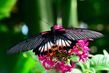 Great Mormon butterfly, (Papilio memnon)